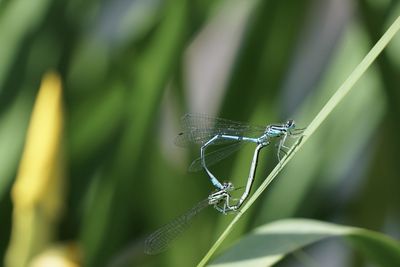 Close-up of insect on leaf