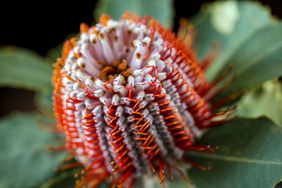 Close-up of protea blooming in park