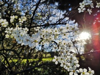 Low angle view of cherry blossom