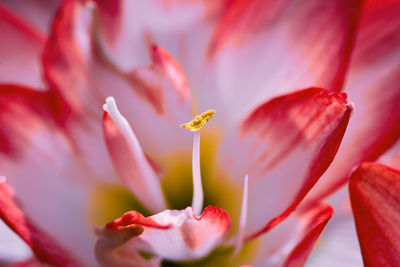 Close-up of pink flower