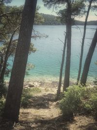 Trees on beach against sky