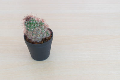 Close-up of potted cactus on table