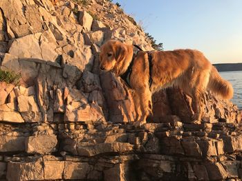 Dog on rock against sky