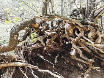 Full frame shot of lizard