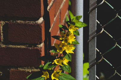 Close-up of yellow flowering plant