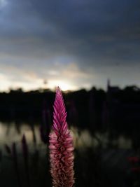 Close-up of purple flower on field