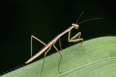 Close-up of insect