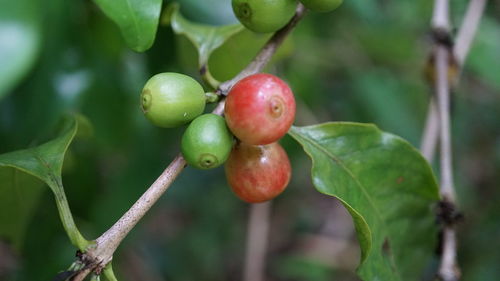 Close-up of cherries growing on tree