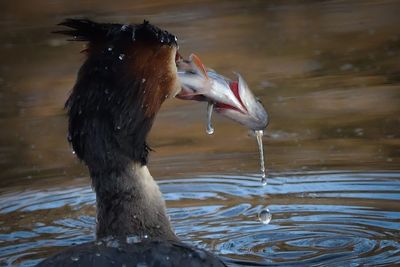 View of a bird drinking water