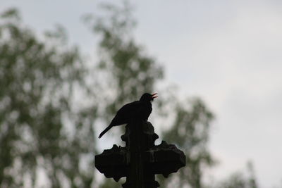 Low angle view of bird perching on a tree