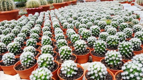 High angle view of cactus plants growing