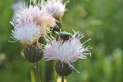 Close-up of honey bee on thistle