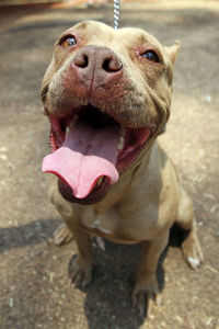 Close-up portrait of a dog