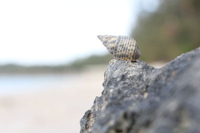 Close-up of shell on rock