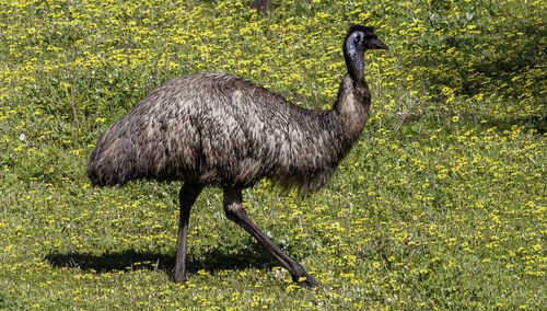 Side view of a bird on land