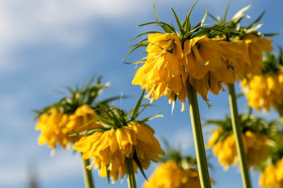 Close-up of yellow flowering plant against sky