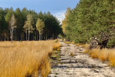 Trees growing in forest against sky