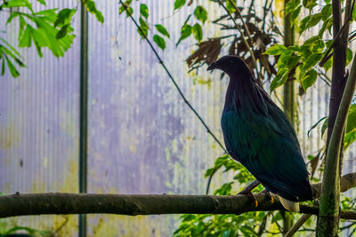 Bird perching on a tree