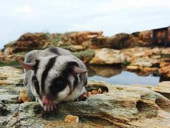 Close-up of dog on rock