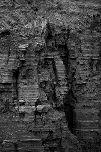 Full frame shot of tree trunk