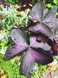 Close-up of wet leaves