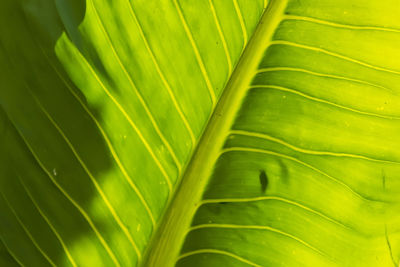 Full frame shot of green leaf