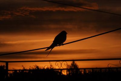 Silhouette bird perching on a orange sunset