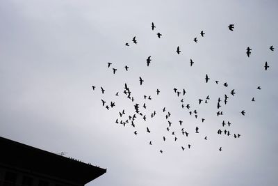 Low angle view of silhouette birds flying against sky