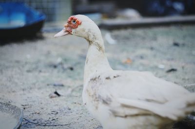 Close-up of white bird