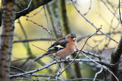 Small bird perching on branch