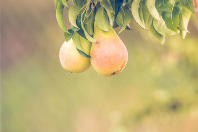 Close-up of fruits growing on tree