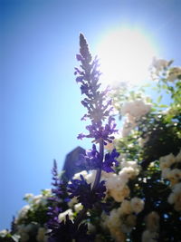 Low angle view of purple flowers blooming against blue sky