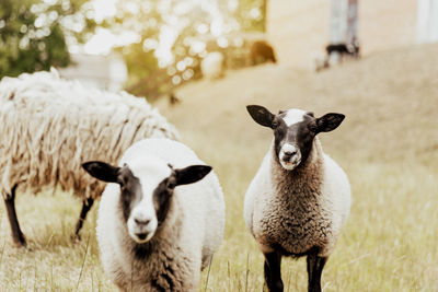 Group of suffolk british sheep in farm on a pasture in the field with wooden barn