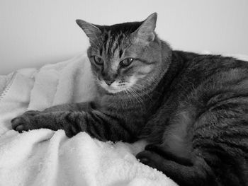 Close-up of a cat resting