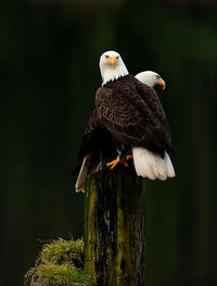 Close-up of bird perching outdoors