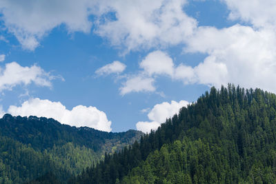 Scenic view of forest against sky