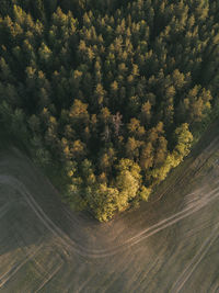 Aerial view of trees growing by land