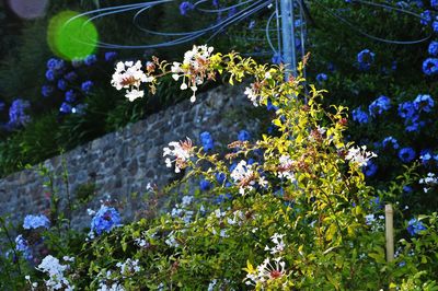 Close-up of flowers blooming in garden