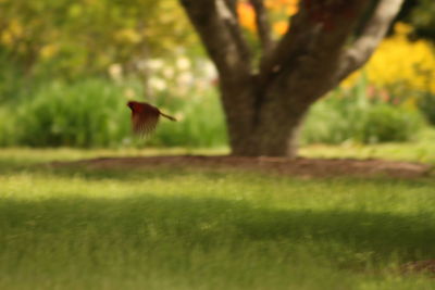 Close-up of bird flying against trees