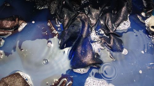 Close-up of jellyfish swimming in water