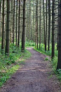 Footpath amidst trees in forest