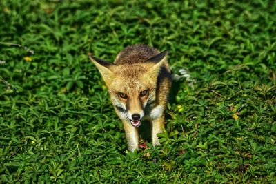 Portrait of a dog on field