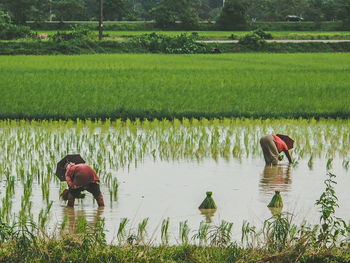 Farmers at work