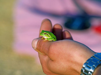 Close-up of insect on finger