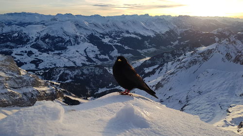 High angle view of bird on snow covered mountain