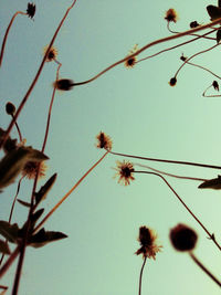 Low angle view of flowers against sky