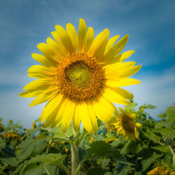 Close-up of sunflower on field against sky