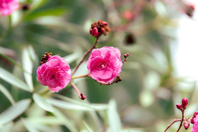 Close-up of pink flowering plant