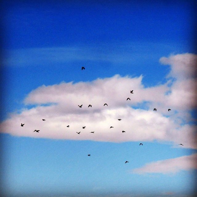 flying, bird, low angle view, sky, animal themes, animals in the wild, mid-air, wildlife, flock of birds, blue, cloud - sky, silhouette, cloud, nature, beauty in nature, freedom, spread wings, outdoors, migrating