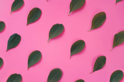 Close-up of green leaves against pink background